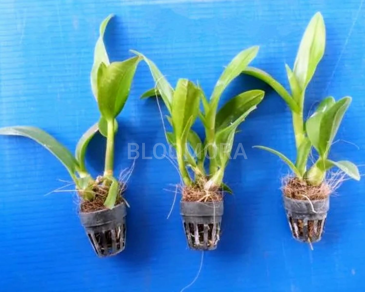 Seeds Ville White Pink Dendrobium Orchid Live Plant Pack of 1