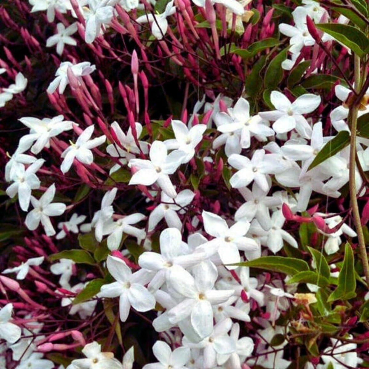 Seeds Ville White Kundo Jasmine Live Plant All Season Flowering