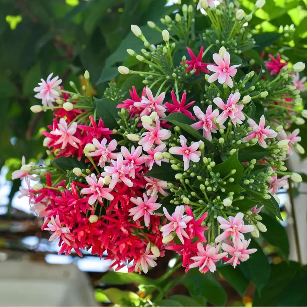 Live Ixora Rangan Creeper Plant (Madhumalti), Flowering Vine for Home Garden, Outdoor Climbing Plant with Fragrant Blooms, Perfect for Balcony, Terrace, Fence and Pergola Decoration, Without Pot
