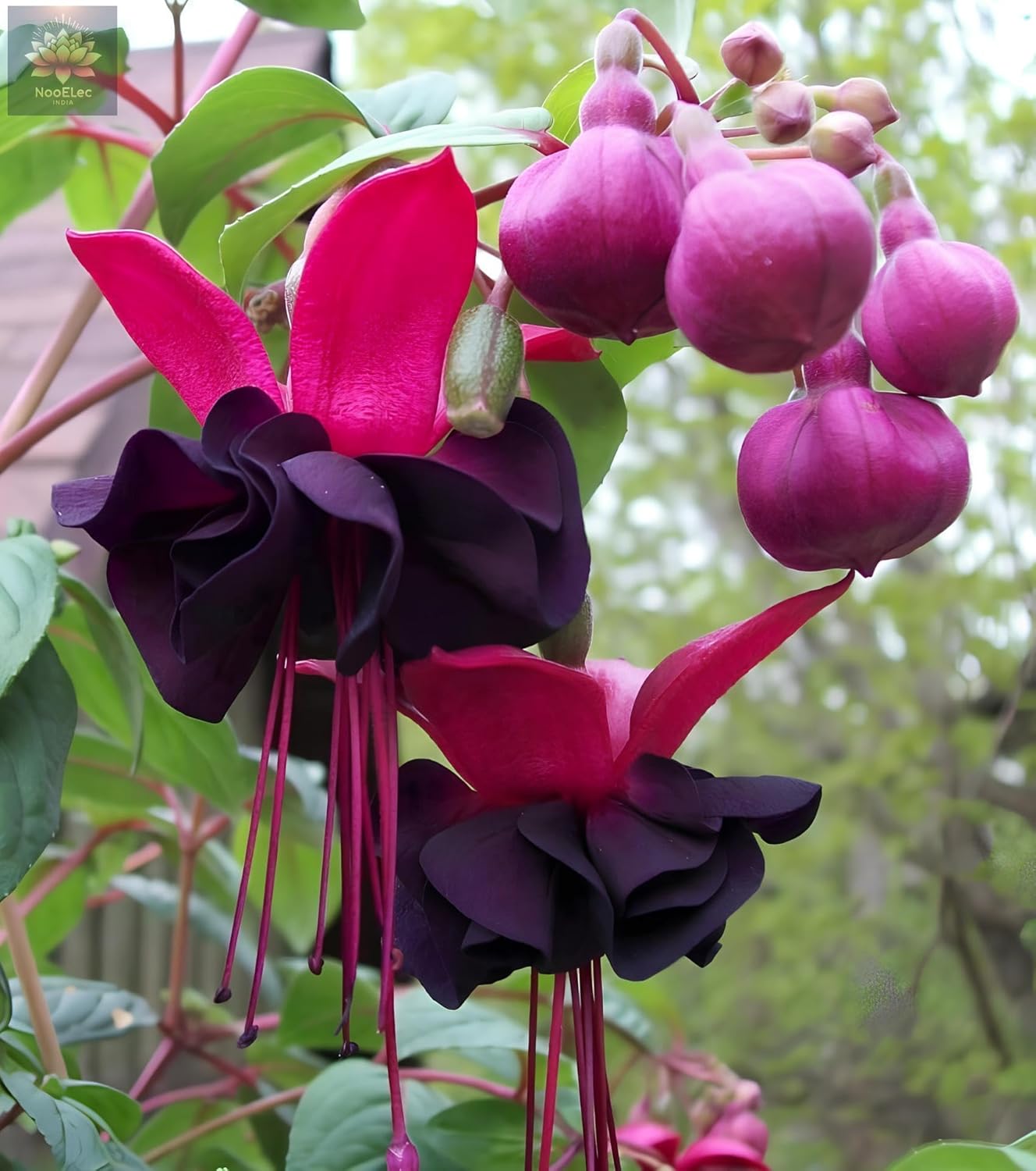 Fuchsia Dancing Doll Flower Seeds (Pack of 100) - Easy to Grow Exotic Flowering Plants for Home Garden - Suitable for All India Climate