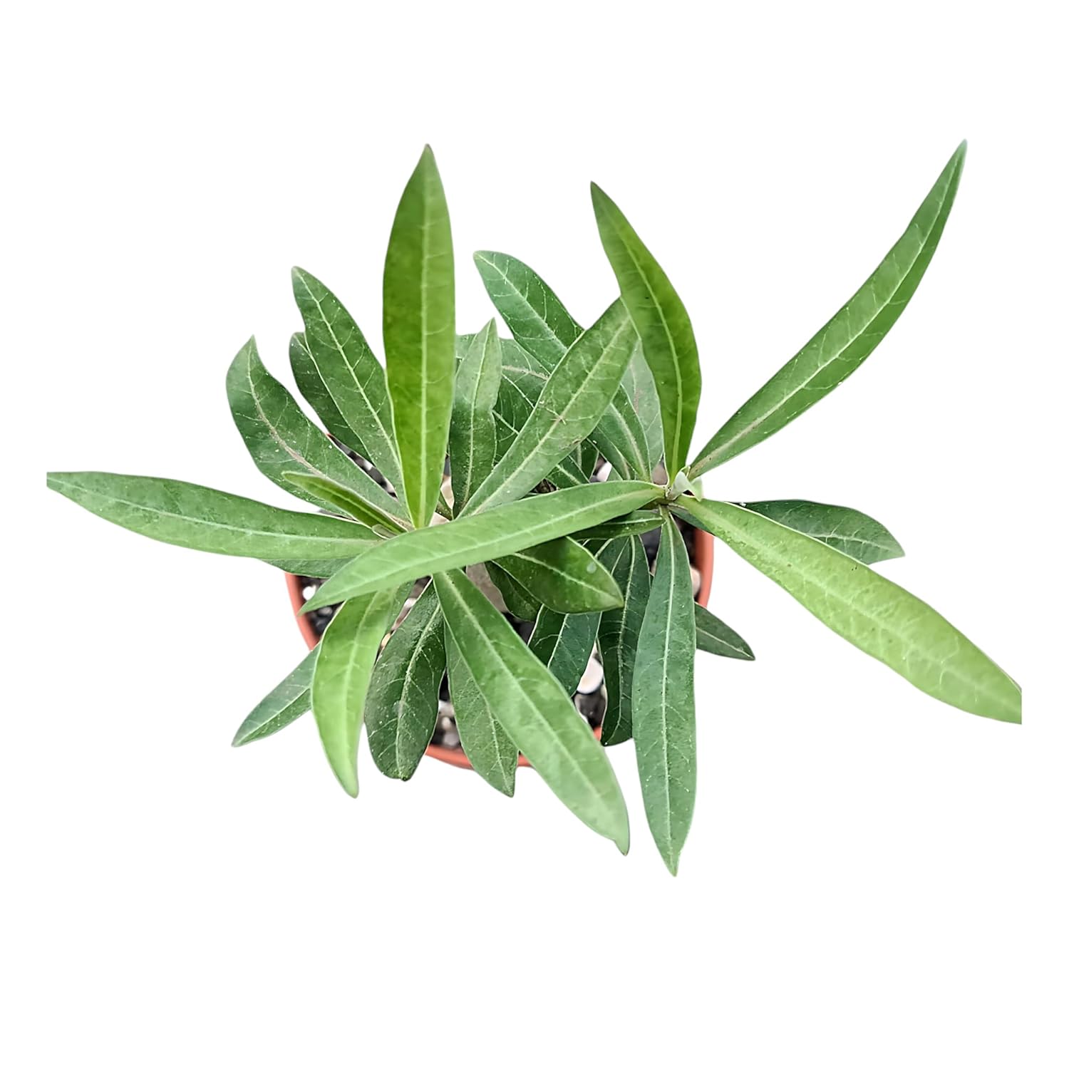 Samarth Cactus Adenium Crimson Red Star, Rare Desert Rose, Red Flowers, Air Purifier Indoor Natural Rare Live Plant With Pot Succulent For Living Room, Bedroom,Home Garden Balcony Office Decor