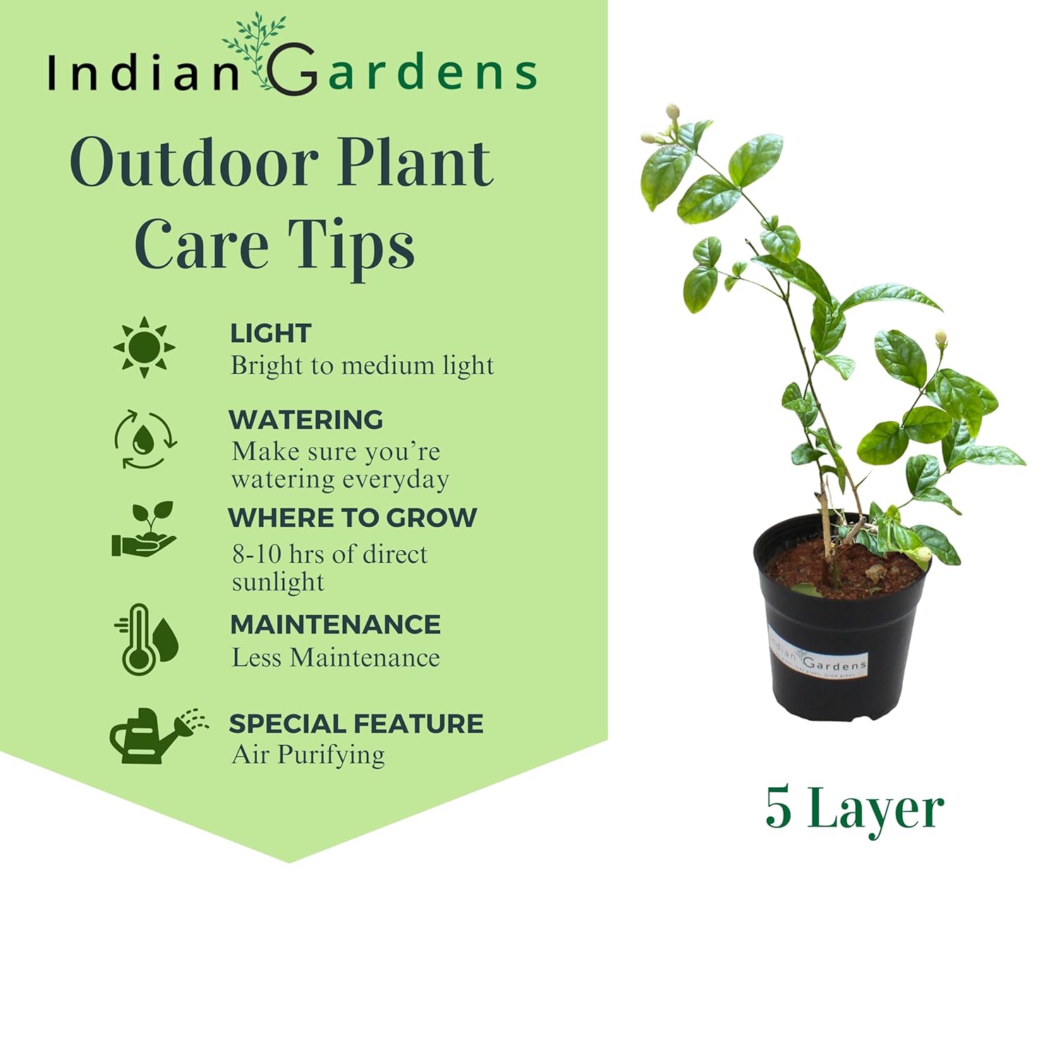 Indian Gardens - 5 Layer/Arabian Jasmine Jasmine live plant | Indoor & Outdoor Plant | sambac White | 4 inch (Min : 2)