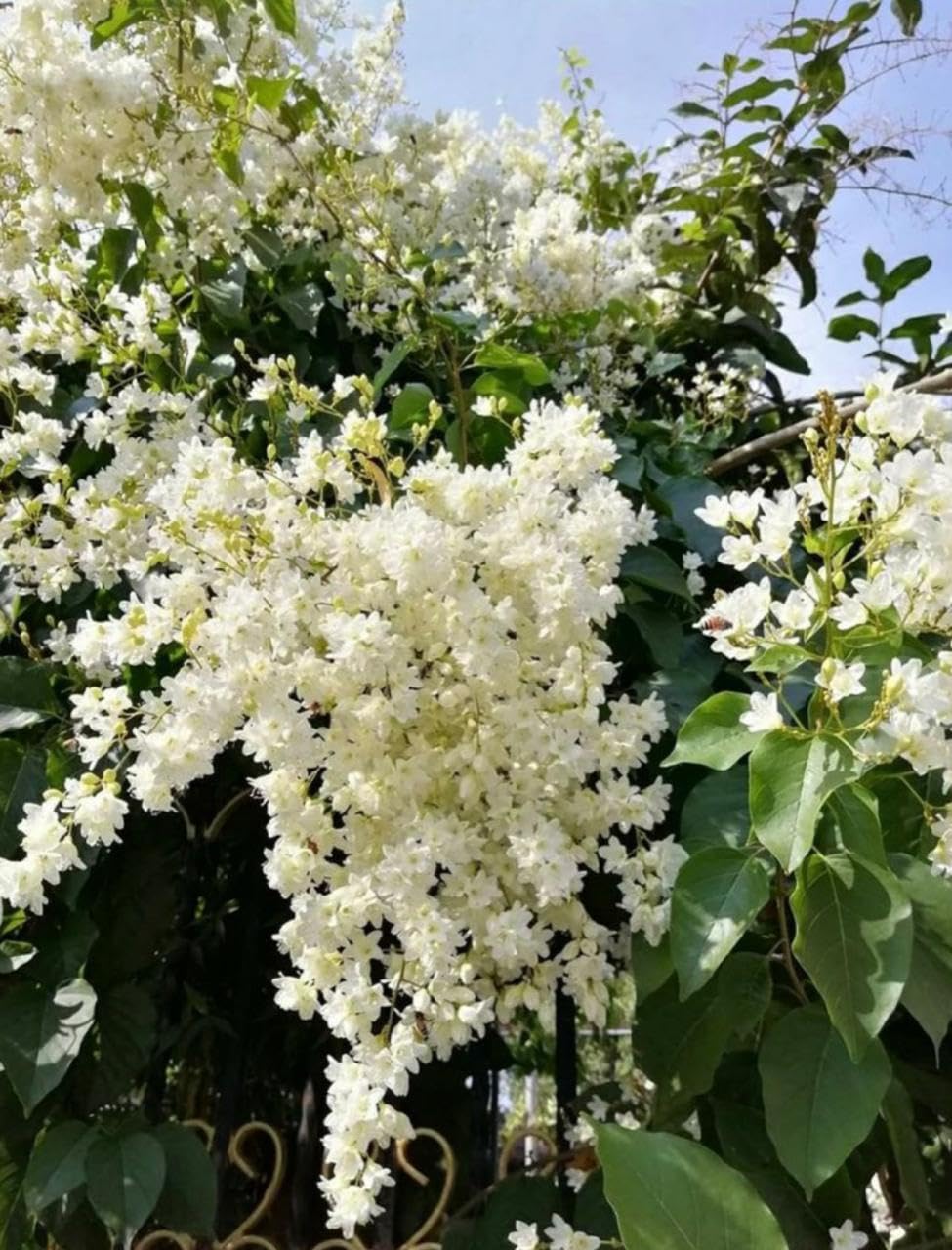 Manimulla Creeper Flower Plant | Christmas Jasmine Live Plant | Porana Paniculata | Fast Growing Healthy Plant | White Flowering Vine for Outdoor Garden Balcony |Bloom Yard