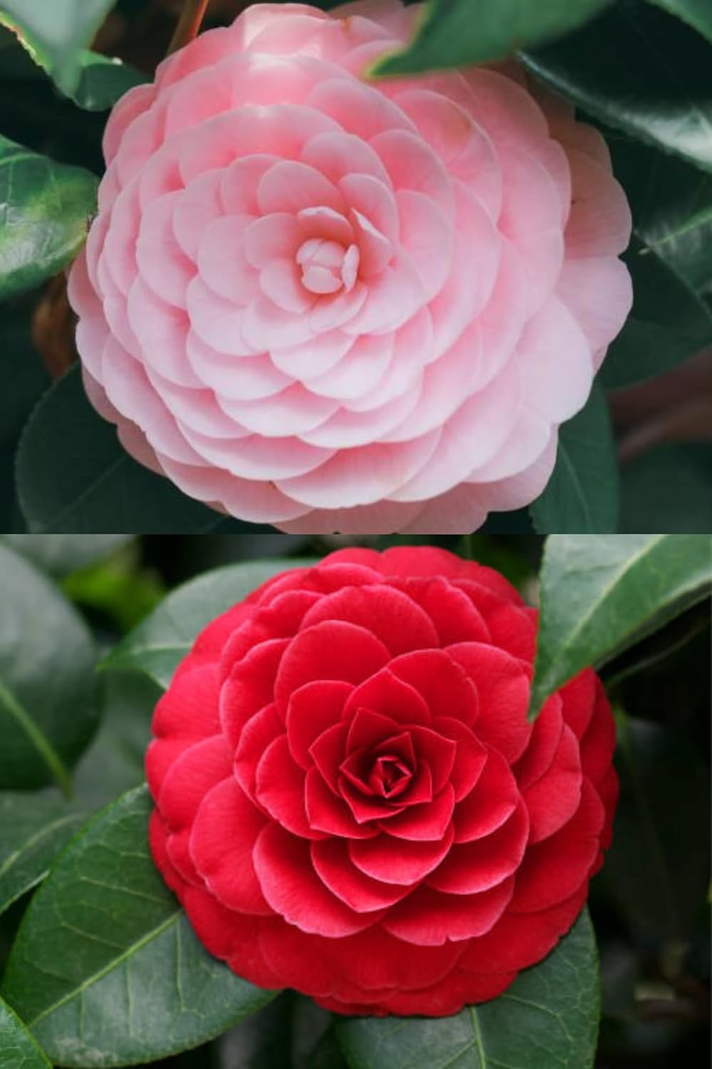 Zxxyanbi Live Rare (Combo-2) Camellia Red+Pink Perfection flower Live Plant Rare Hybrid (Height 1.5-2 Feet) Original Rare Live Flower Plant for Home Garden Balcony Bush Indoor Outdoor Shrubs Tree - Seeds Ville