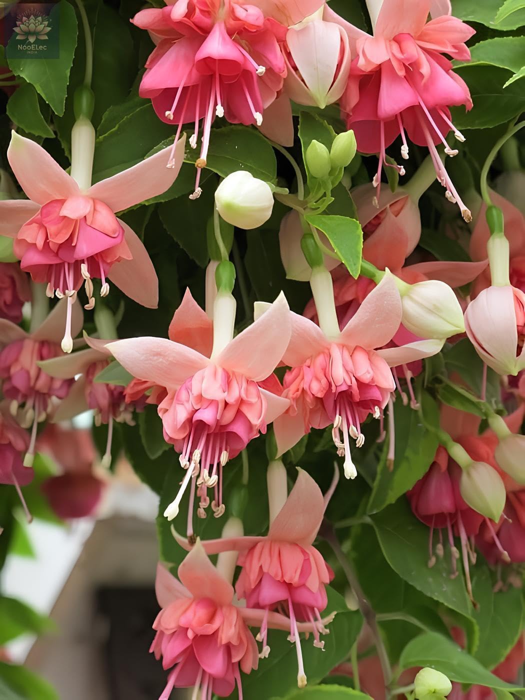 Fuchsia Dancing Doll Flower Seeds (Pack of 100) - Easy to Grow Exotic Flowering Plants for Home Garden - Suitable for All India Climate