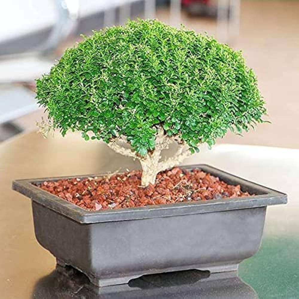 Chinese banyan tree bonsai live plant, Kamini bonsai Oxygen Live Plant For Indoor Home Dacoration With Pot (Pack of 1)