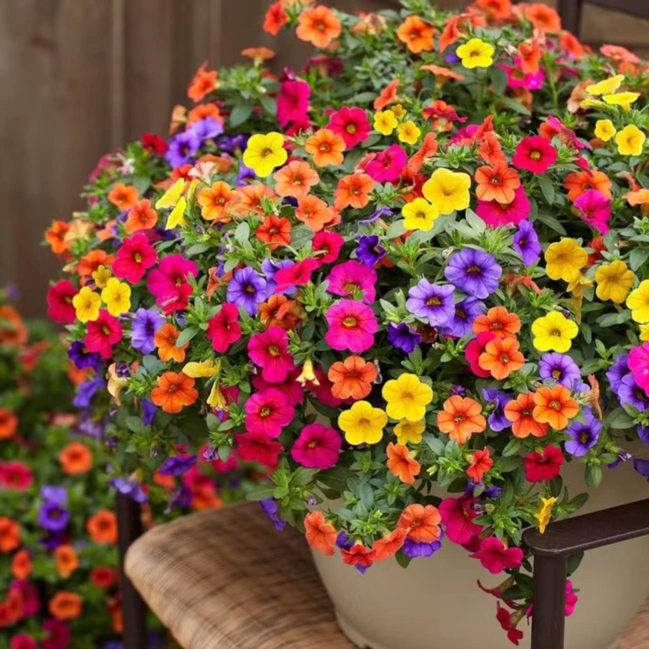 2500+ Petunia Seeds Grandiflora Flowers Mixed Rainbow Color for Planting Home Garden House Plant Flower Seed Mix Color - Seeds Ville