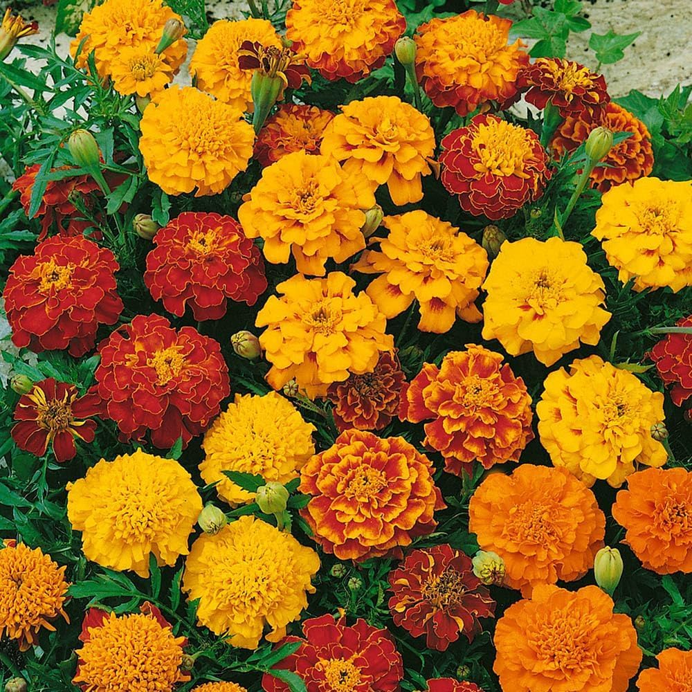 1000+ Seeds- Tagetes Patula French Marigold Garden Flower Seed Mix - Jumbo Pack - Seeds Ville