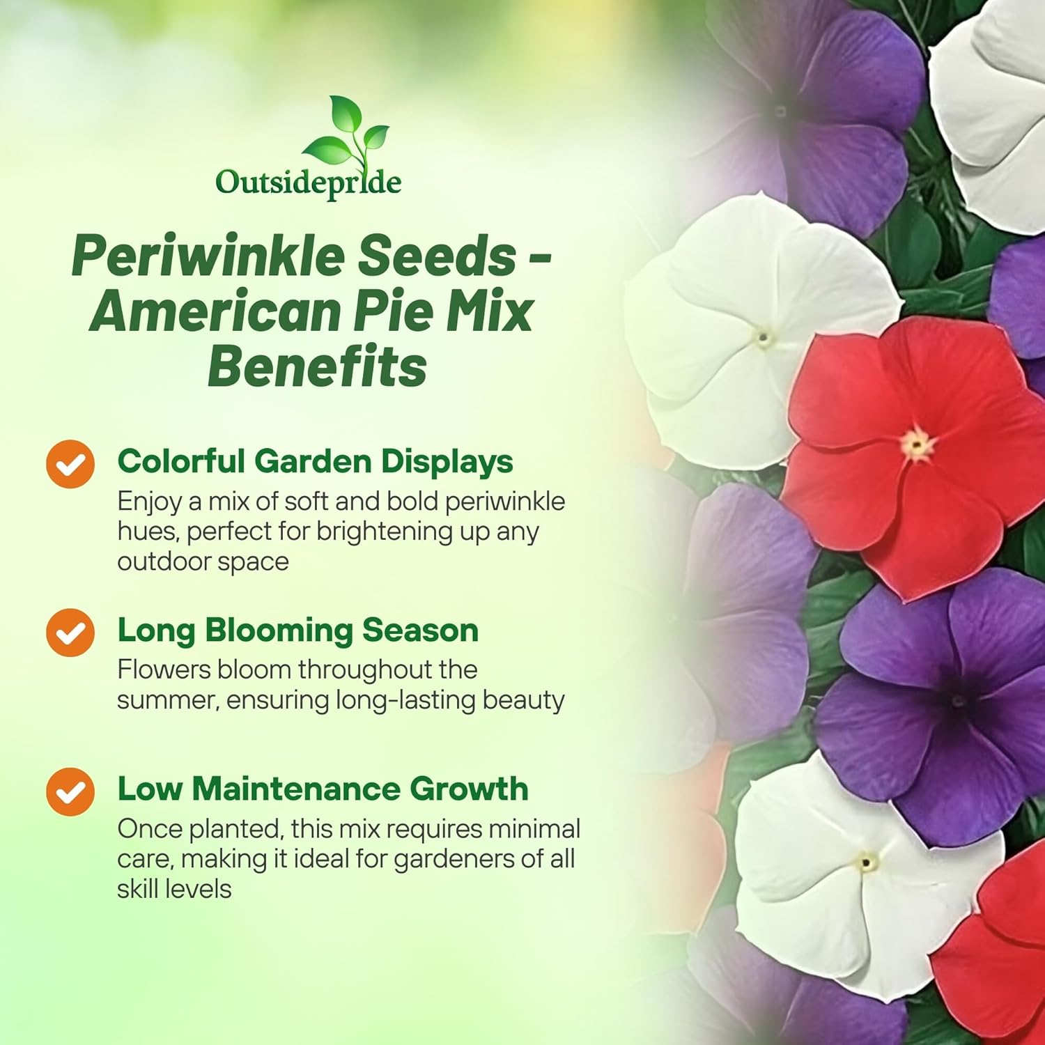 Outsidepride 50+ Seeds- Vinca Periwinkle American Pie Garden Flower, Ground Cover, & Container Plant Mix - Seeds Ville