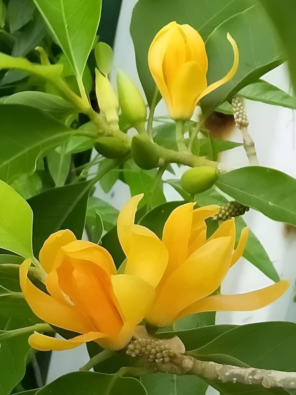Live Champa Flower Plant – Hybrid Golden Swarna Champa (Michelia Hirwa Chafa) | Fragrant Sonchafa Champak Tree for Home Garden || without pot (pack of 1)