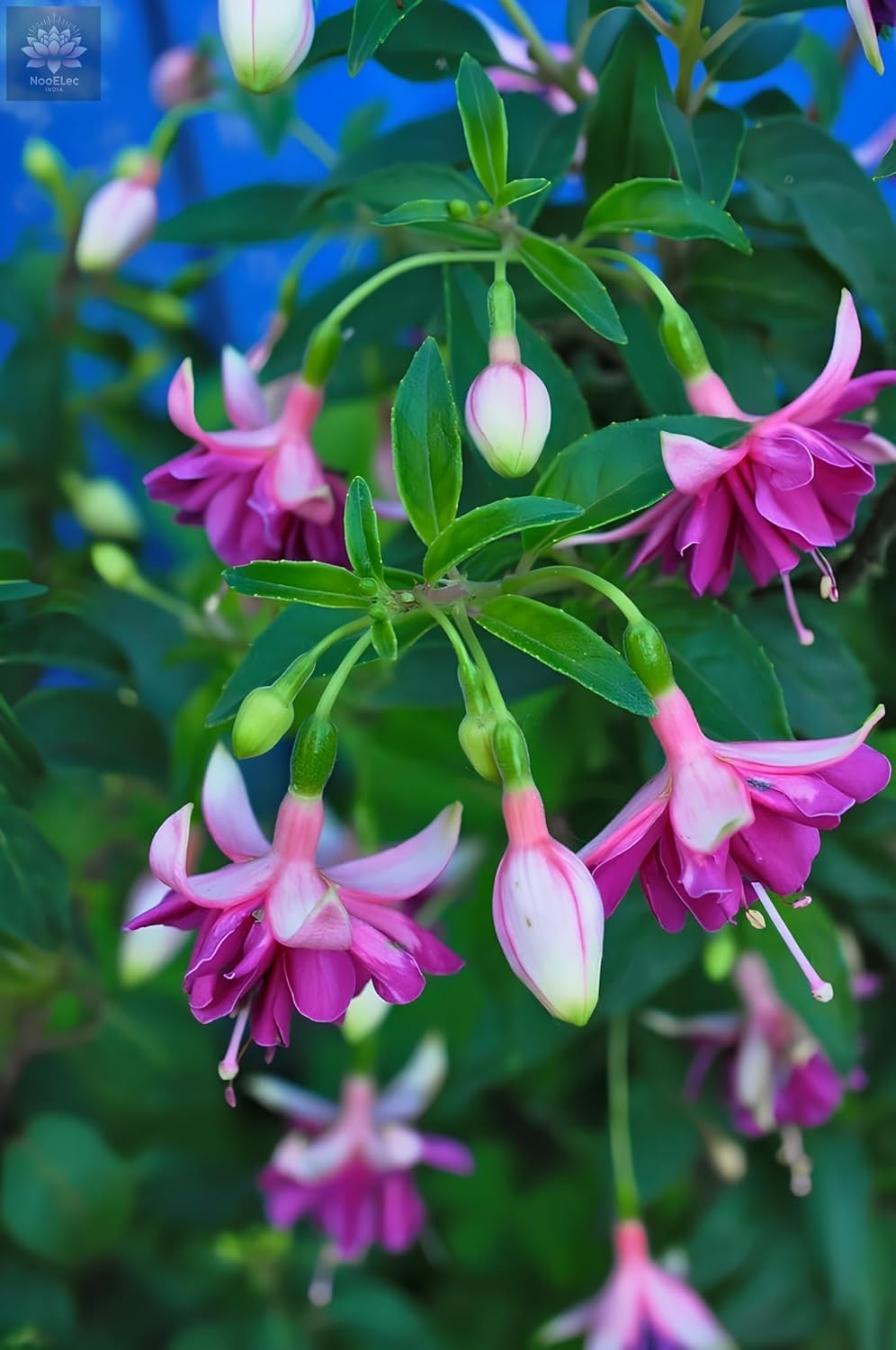 Fuchsia Dancing Doll Flower Seeds (Pack of 100) - Easy to Grow Exotic Flowering Plants for Home Garden - Suitable for All India Climate