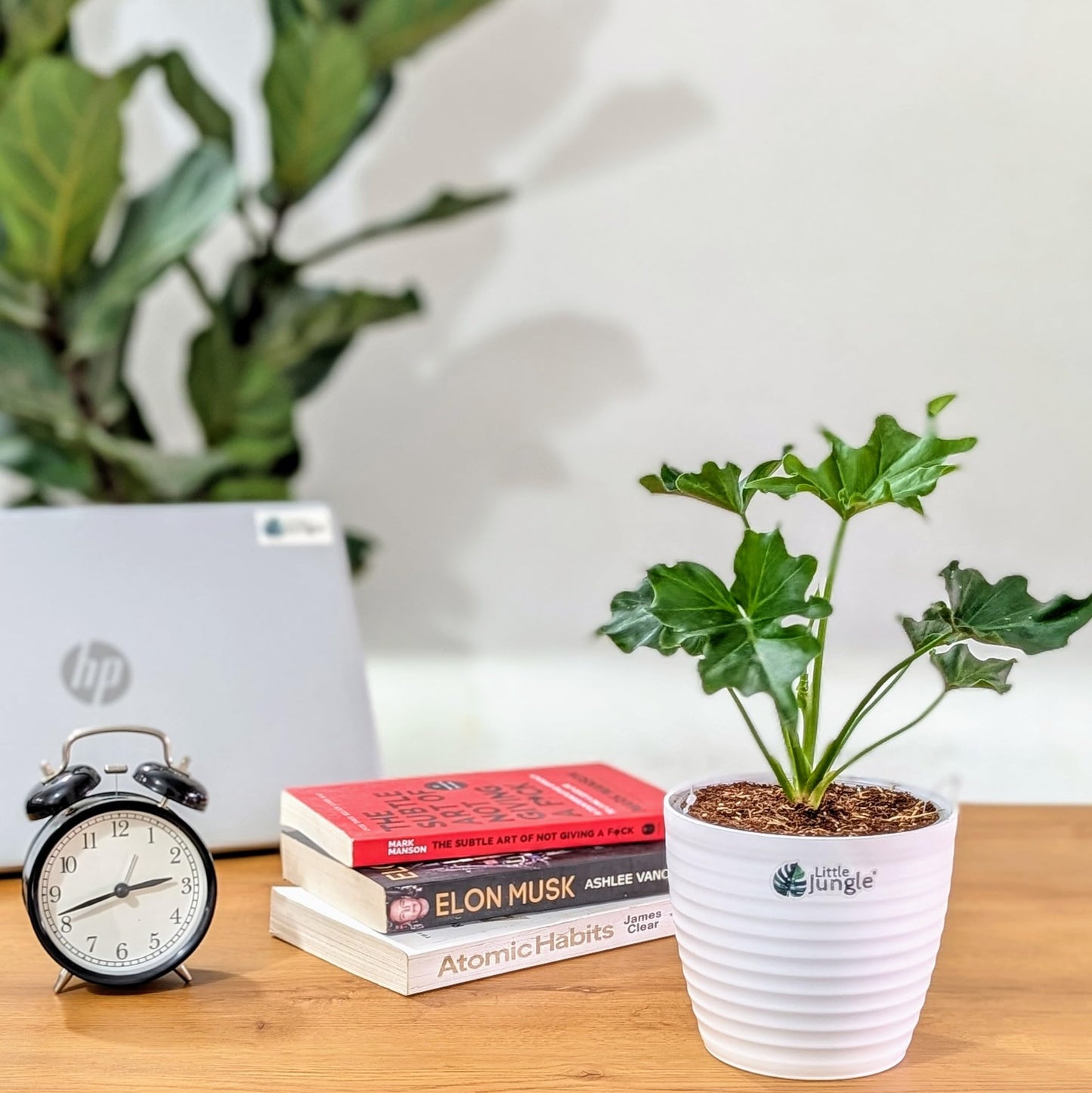 LittleJungle Philodendron Micans - Live Plant with 5.5 Inches White Decor Pot | Indoor Plants For Home | Live Plants Indoor | Air Purifying Plant | Live Plant With Pot For Home Decor |