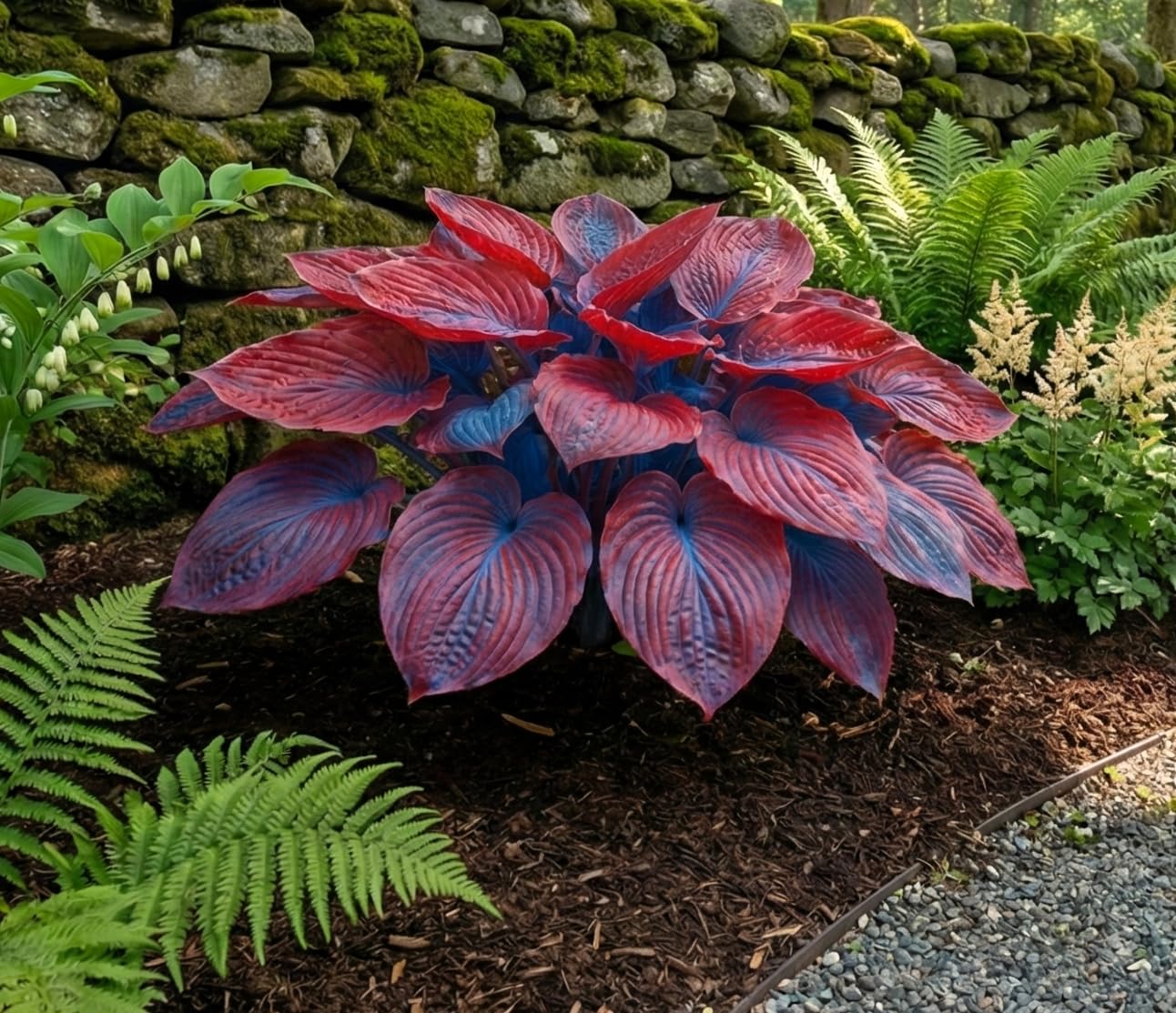 Hosta Seeds For Planting (200 SEEDS) Low Maintenance - Grow Indoor/Outdoor Both - Grow Year Round (HYBRID RAINBOW)