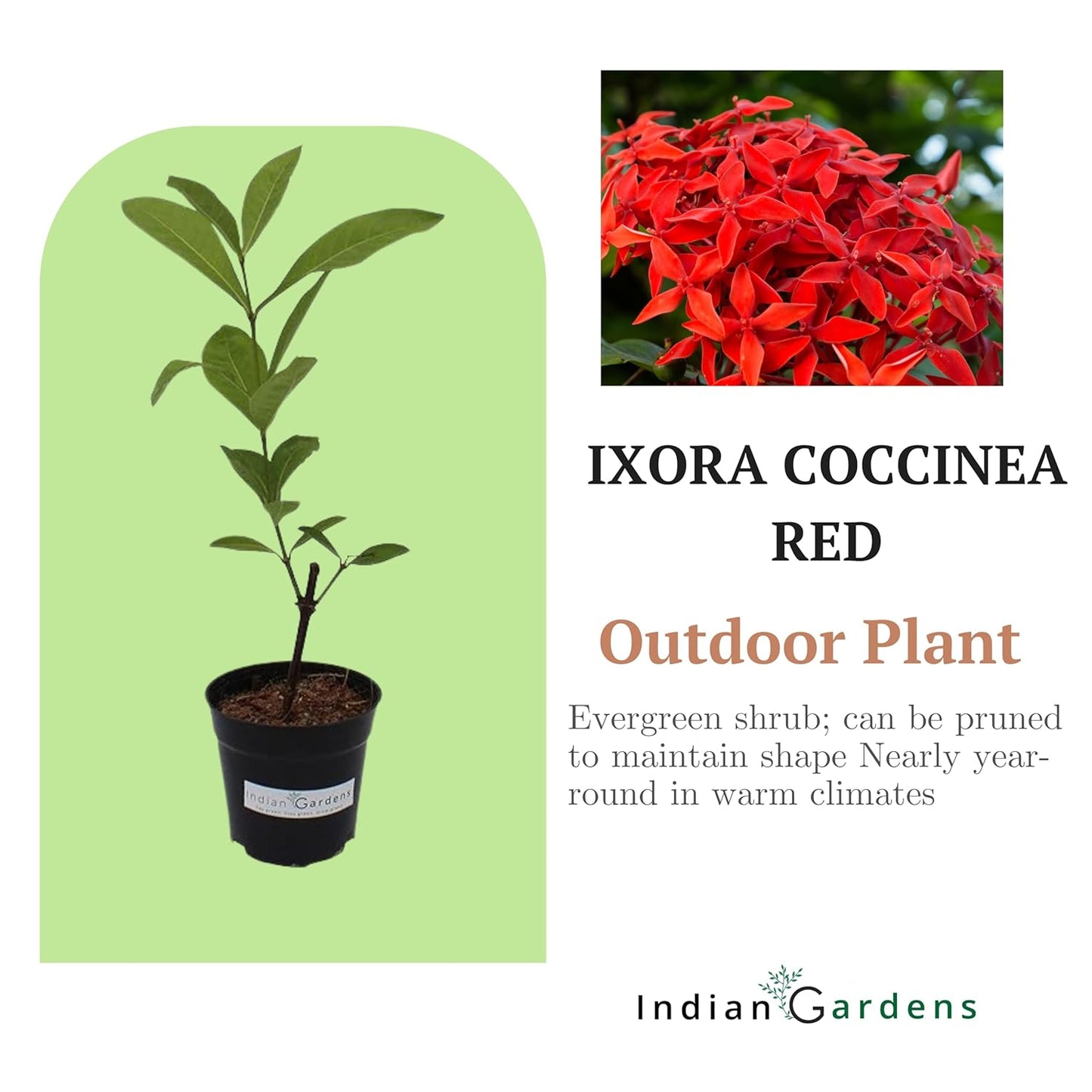 Indian Gardens - Ixora Mini Coccinea Red | Jungle geranium | Flame of the woods | Jungle flame | pendkuli live plant Outdoor Plant with 4 Inch Pot