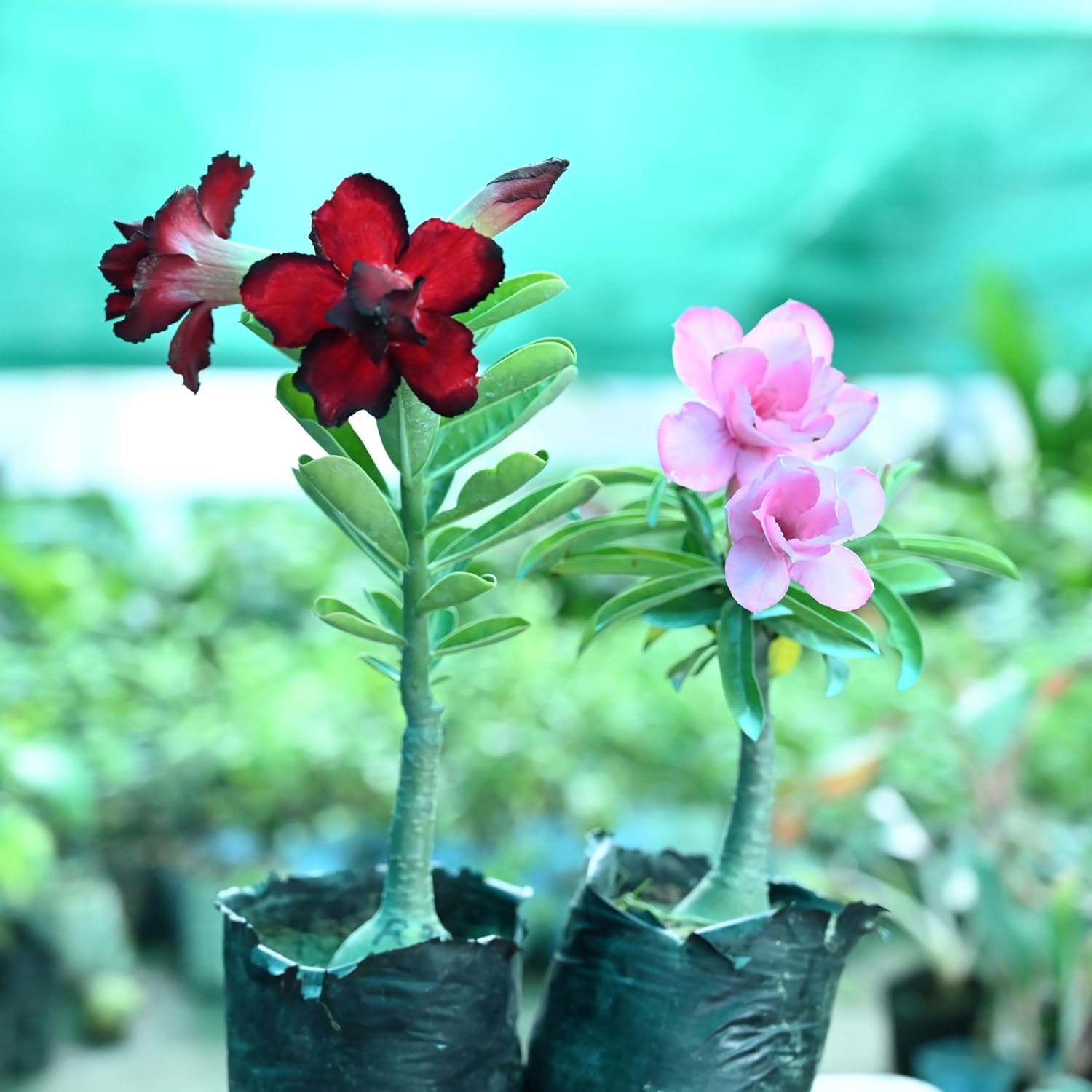 Seeds Ville Adenium Desert Rose Multi Petal Plant Set 5
