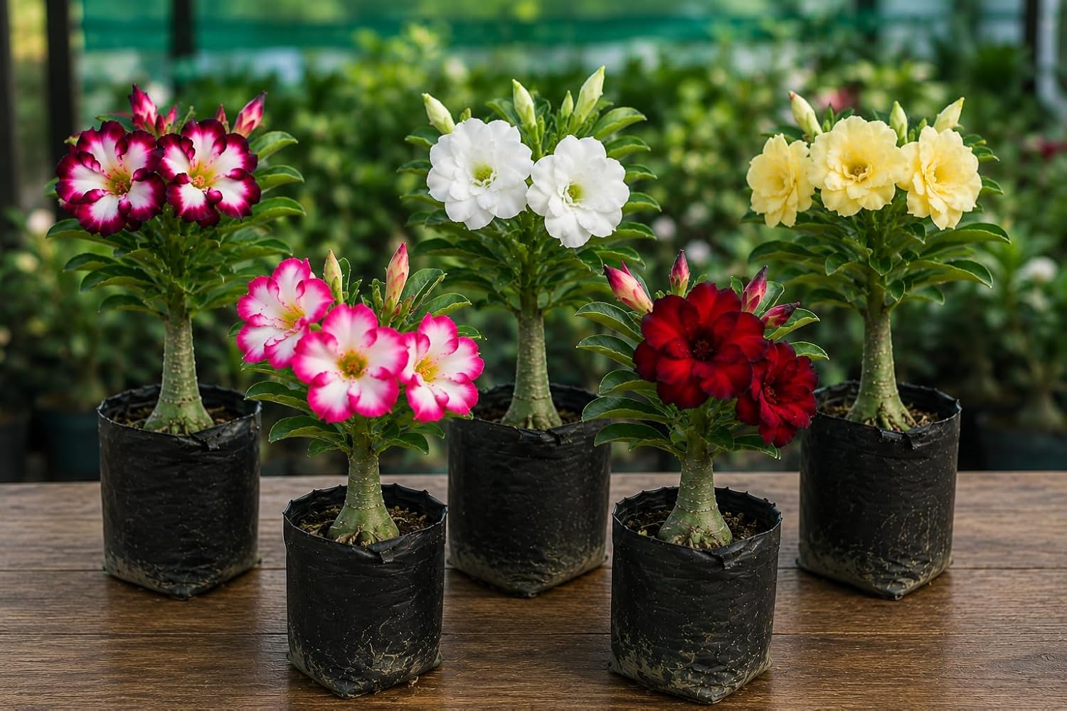 Seeds Ville Adenium Desert Rose Multi Petal Plant Set 5