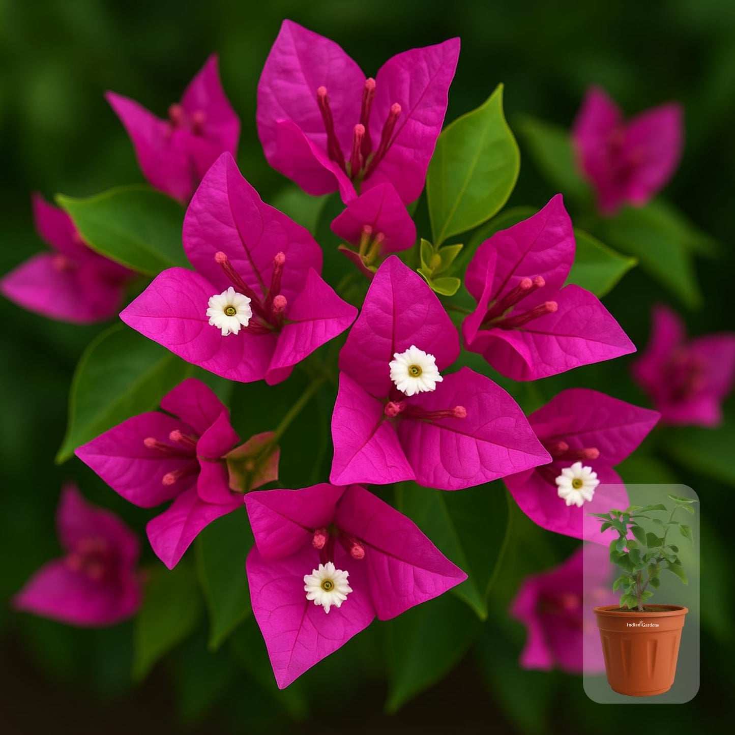 Indian Gardens - Bougainvillea Glabra live plant | Indoor & Outdoor Plant | Nyctaginaceae | Paper Flower (Yellow, 6" Terracotta)