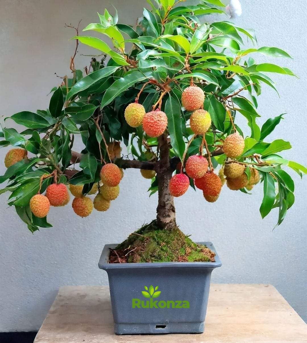 Muzaffarpur Shahi Litchi Hybrid Plant - Dwarf Air Layered All Season Sweet Topical Rare Lychee 1 Live Tree, Height 2-3 feet, Fruit After 1-2 Years