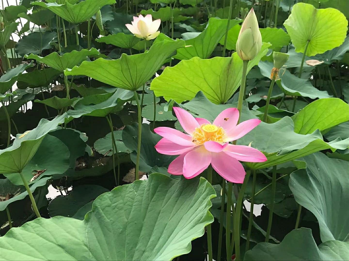 ATVADA Rare Lotus Flower 20 Seeds Planting Pond Dwarf Mini Water Bowl Aquarium Indoor - Seeds Ville
