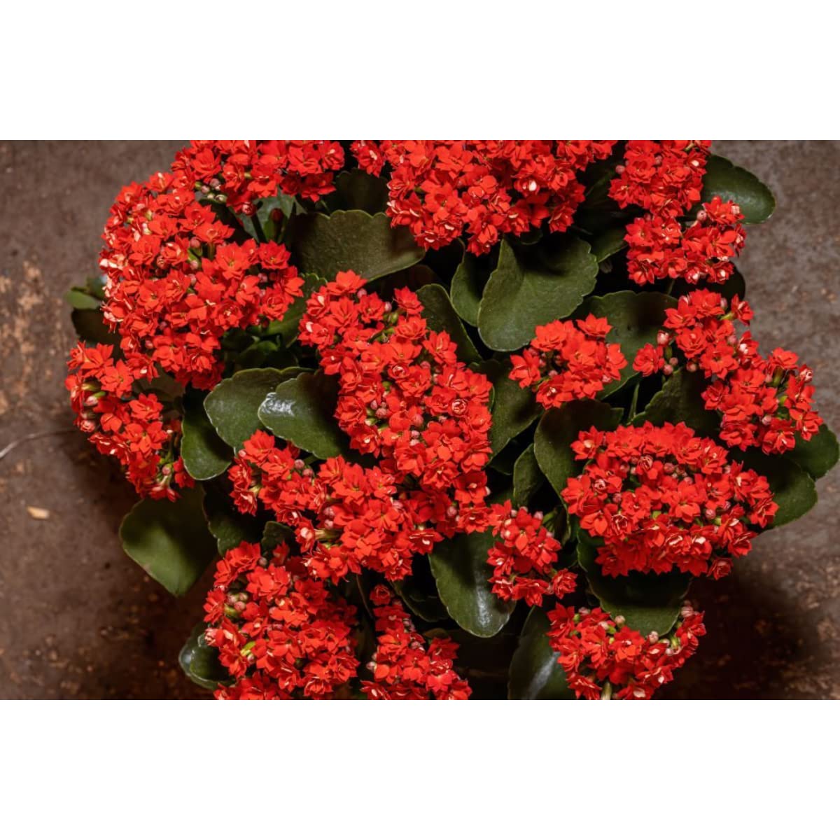 HYBRID RED KALANCHOE LIVE PLANT(PACK OF-1) - Seeds Ville
