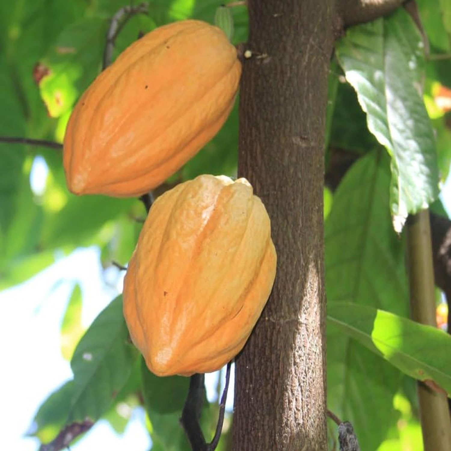 Seeds Ville Cocoa Fruit Live Plant 45-90 cm Tall