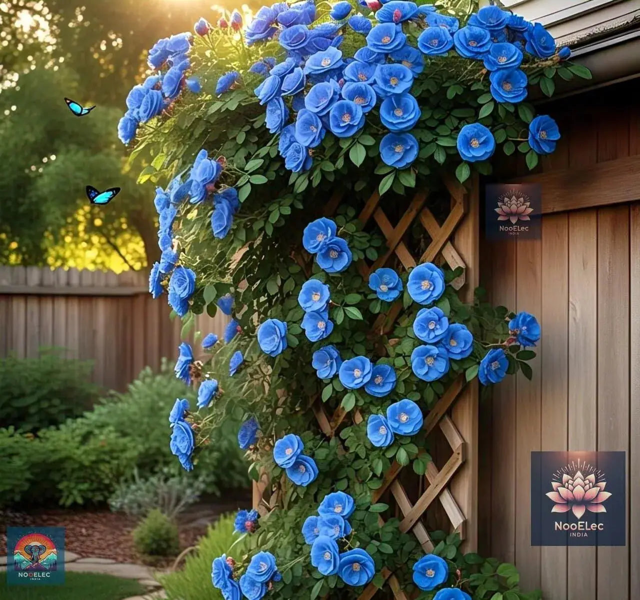 Climbing Rose Flower Seeds, 60 Seeds Pack - Hybrid, Year-Round Blooms, Minimal Care (MIX) - Seeds Ville