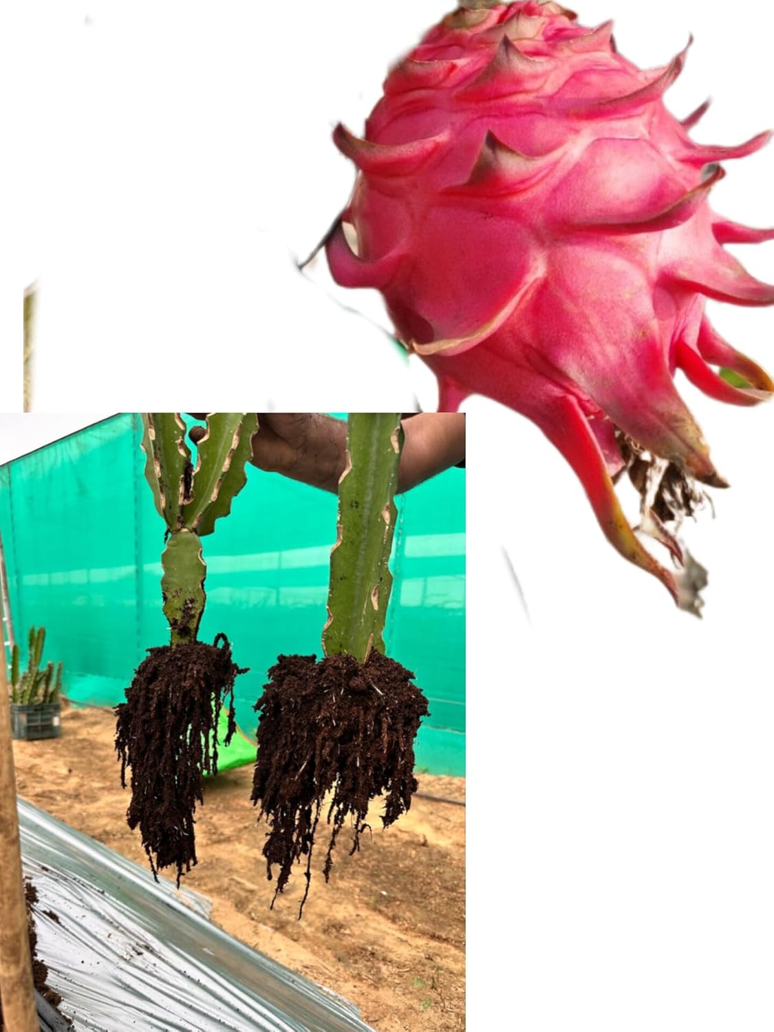 SHREE NURSERY Dragon Fruit Hybrid Live Plant African Dragon - Pink Skin & Pink Flesh (With Pot) Pack of 1