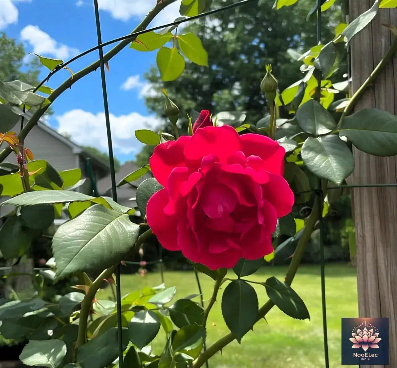 Climbing Rose Flower Seeds, 60 Seeds Pack - Hybrid, Year-Round Blooms, Minimal Care (MIX) - Seeds Ville