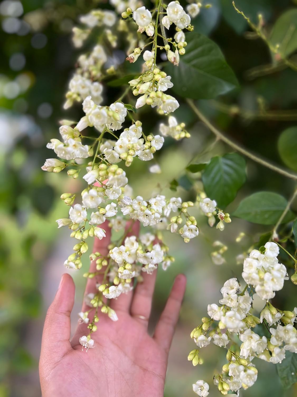 All Seasons Gardenia/Gandharaj Live Plant - Fragrant Blooms Choice for gardens and indoor spaces (With 3 Inch Black Plastic Pot) (Pack Of 1) (Live Flower Plant)