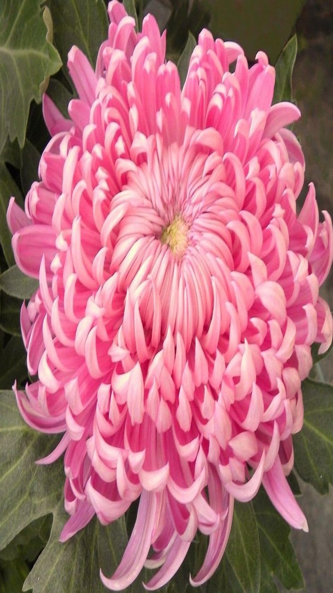 Bigreen Live Lavender Plant with Pot | Aromatic Shrub plants for Home Garden, Balcony, Indoor & Outdoor Décor | Year-Round Purple Blooms | Low-Maintenance, Sun-Loving Herb