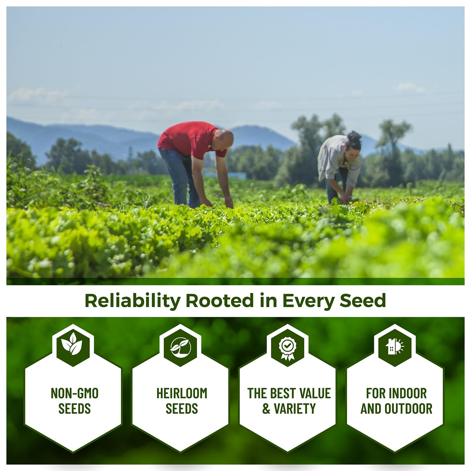 50 seeds Ground Cherry aka Strawberry Husk Tomato Physalis Pruinosa Tomatillo - Seeds Ville