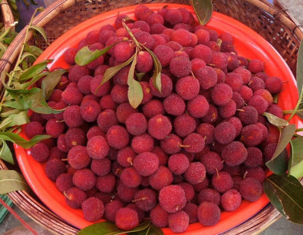 50+ Pcs- Myrica Rubra Chinese Bay-Berry Seeds - Morella Rubra Seeds For Planting - Grow All India - All Year.