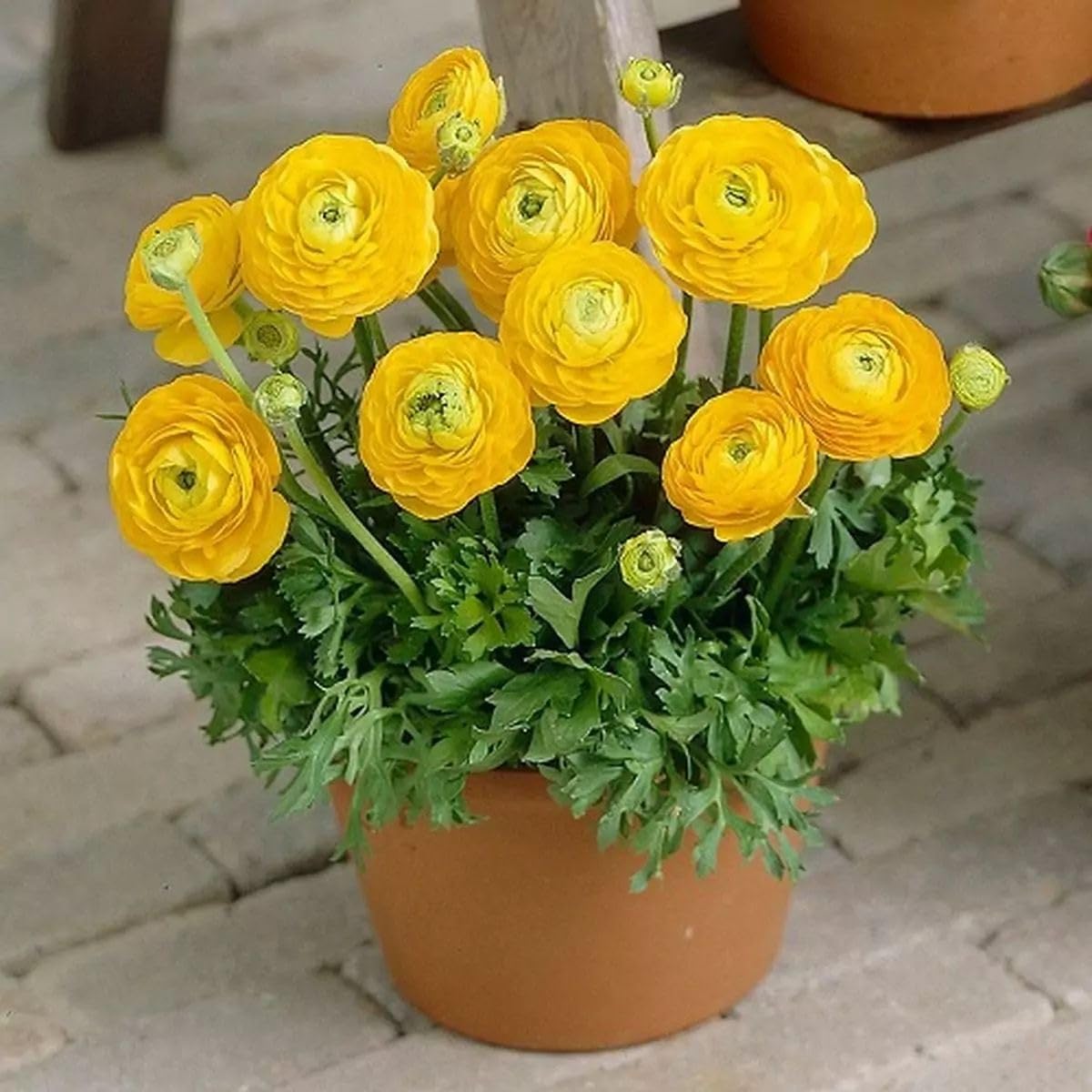 Ranunculus Flower Bulbs Imported Holland Vearty for Your Home and Gardening Pack of 2 Bulbs (MIXEDCOLOR)