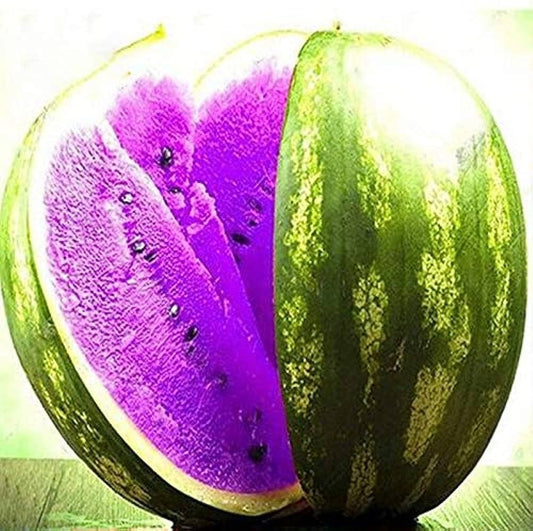 15+ SEEDS-Year-Round Growing Purple Watermelon Seeds - Easy & Low Maintenance