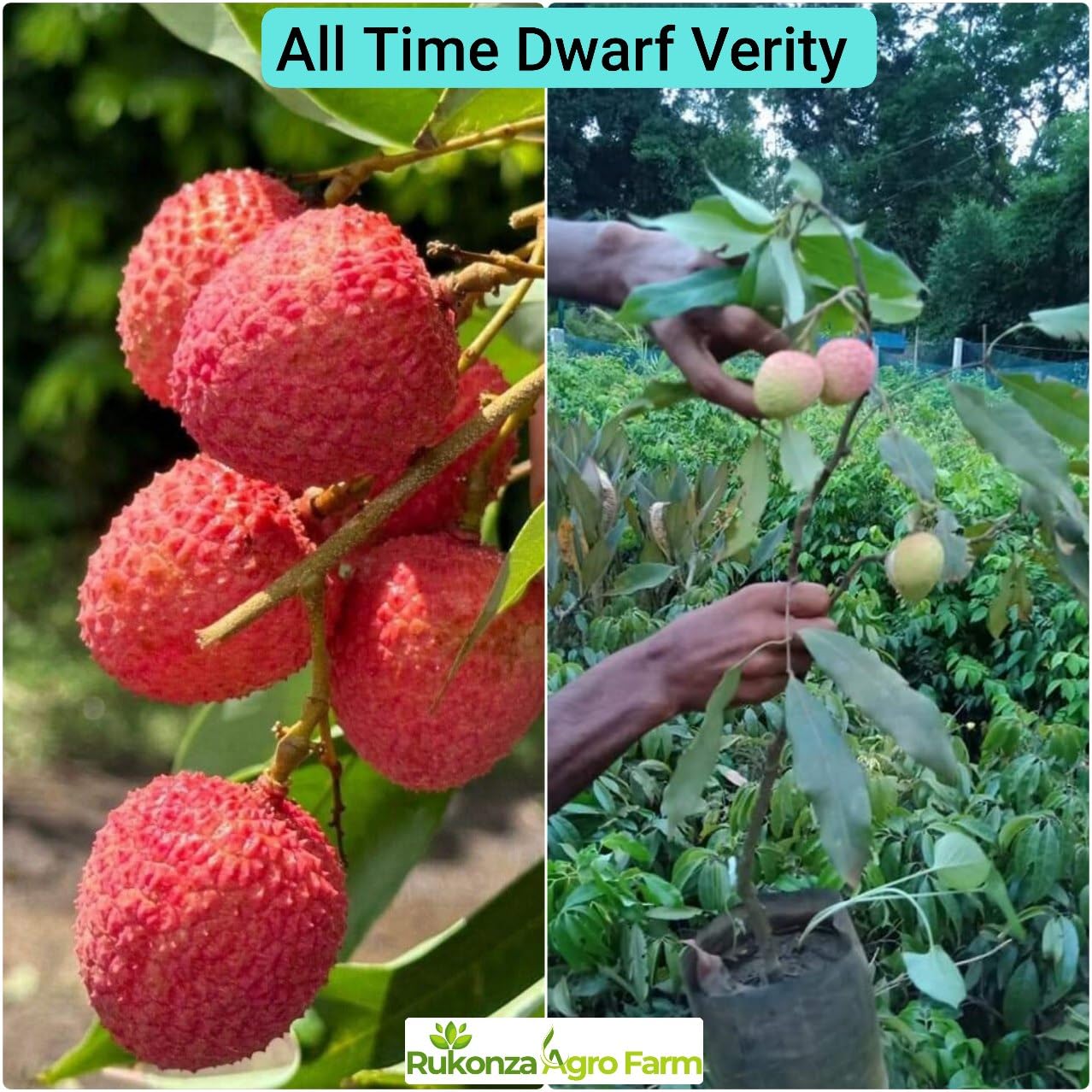 Muzaffarpur Shahi Litchi Hybrid Plant - Dwarf Air Layered All Season Sweet Topical Rare Lychee 1 Live Tree, Height 2-3 feet, Fruit After 1-2 Years