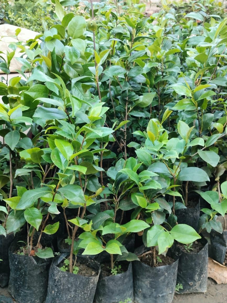 Zxxyanbi Live Rare (Combo-2) Camellia Red+Pink Perfection flower Live Plant Rare Hybrid (Height 1.5-2 Feet) Original Rare Live Flower Plant for Home Garden Balcony Bush Indoor Outdoor Shrubs Tree - Seeds Ville