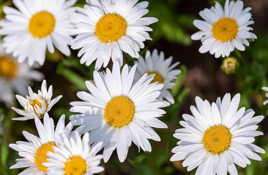 50+ Seeds- White Chrysanthemum Shasta Daisy Wild Flowers Seeds For Planting- Grow Year Round. - Seeds Ville