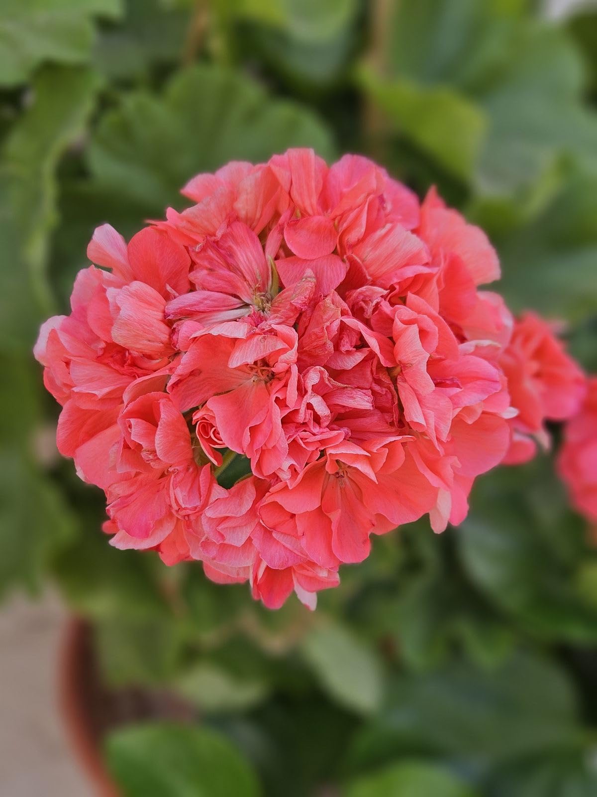 Climbing Double Geranium Flower Seeds for Home and Kitchen Gardening, Pack of 60 to 80 seeds