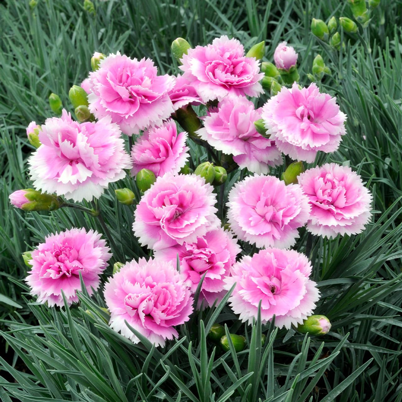 Oxygrin BiColour Dianthus Flower Live Plant Carnation Carnations Sweet William Flower Live Plant in Polybag DA040