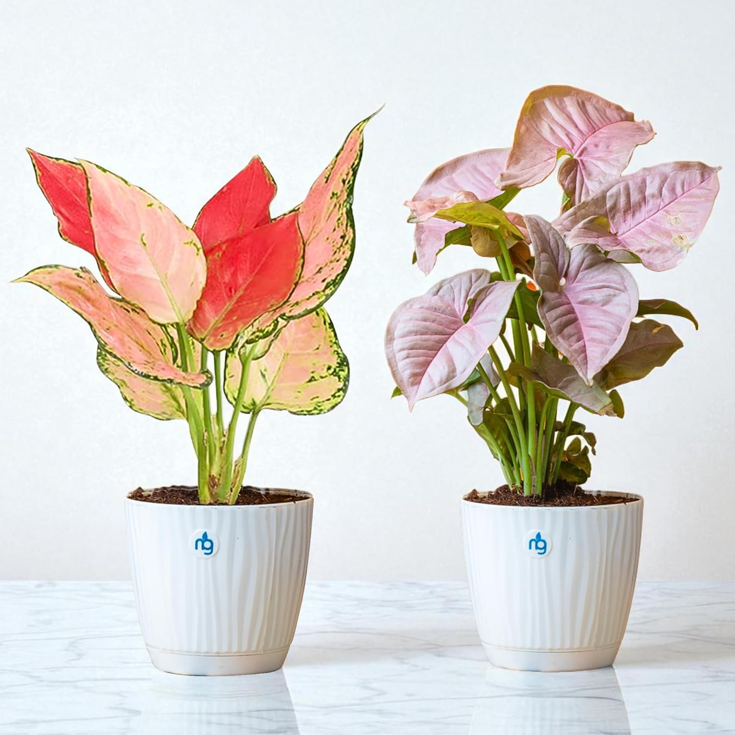 Nurturing Green® Combo of 2 Live Indoor Plants (Aglaonema Lady Valentine & Syngonium Pink) in Ivory Self Watering Pots