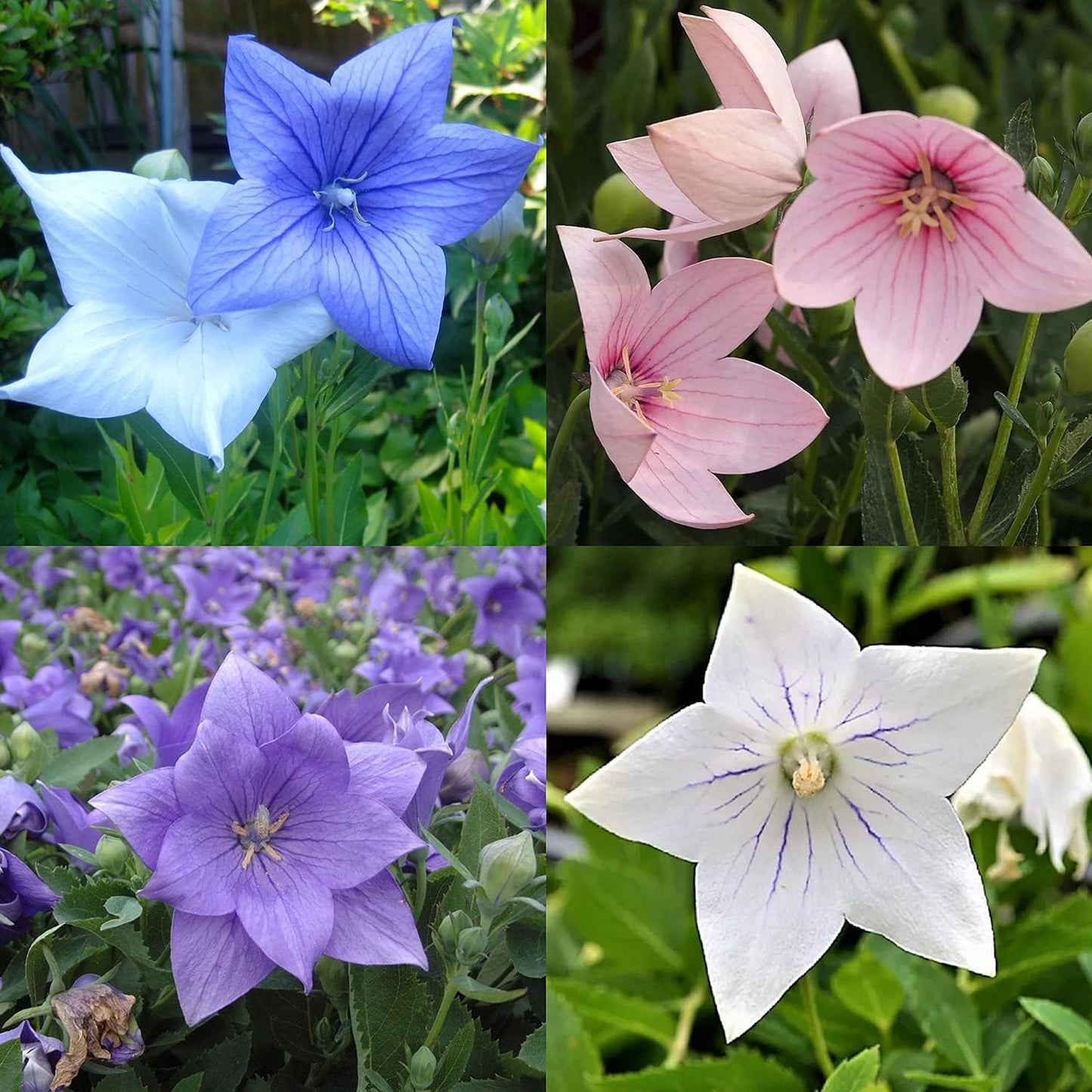 35+ Seeds- Mix Platycodon grandiflorum Seeds Mixed Eustoma Grandiflorum-Lisianthus Flower Seeds