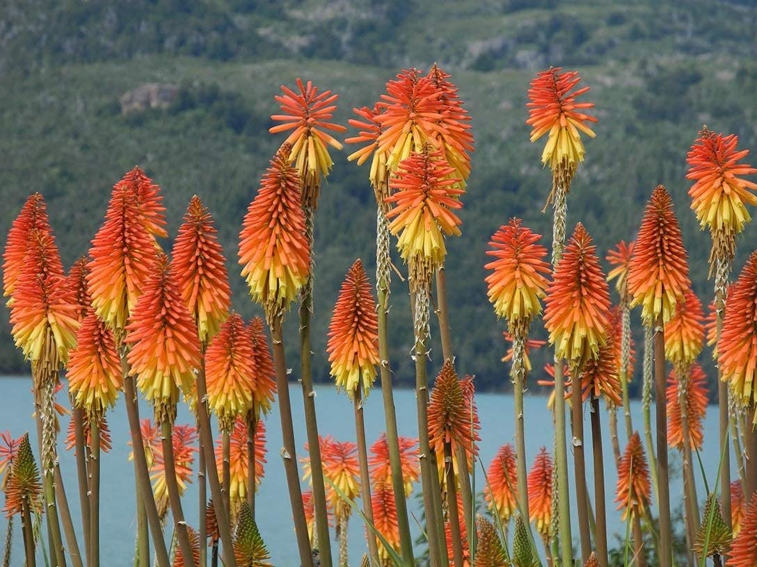 Fire Dance Red Hot Poker Perennial Flowers Seeds- 35+ Seeds Home Garden Eco Pack - Seeds Ville