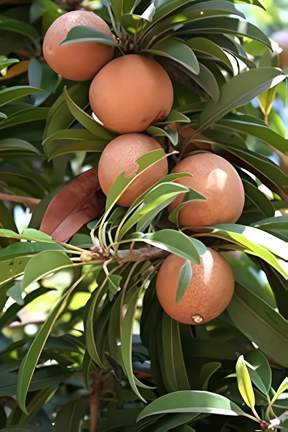 RK and JA Plant* Hybrid & Sweet Sapota/Chiku Fruit Live Plant (Grafted). All time Season & Fruit After 2 Months. (Pack Of - 1)