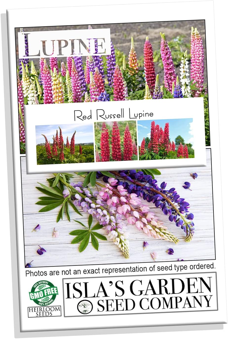 Red Russell Lupine Flower Seeds for Planting, 25+ Seeds Per Packet, (Isla's Garden Seeds), Non GMO & Heirloom Seeds, Botanical Name: Lupinus Polyphylus, Great Wildflower for Landscapes
