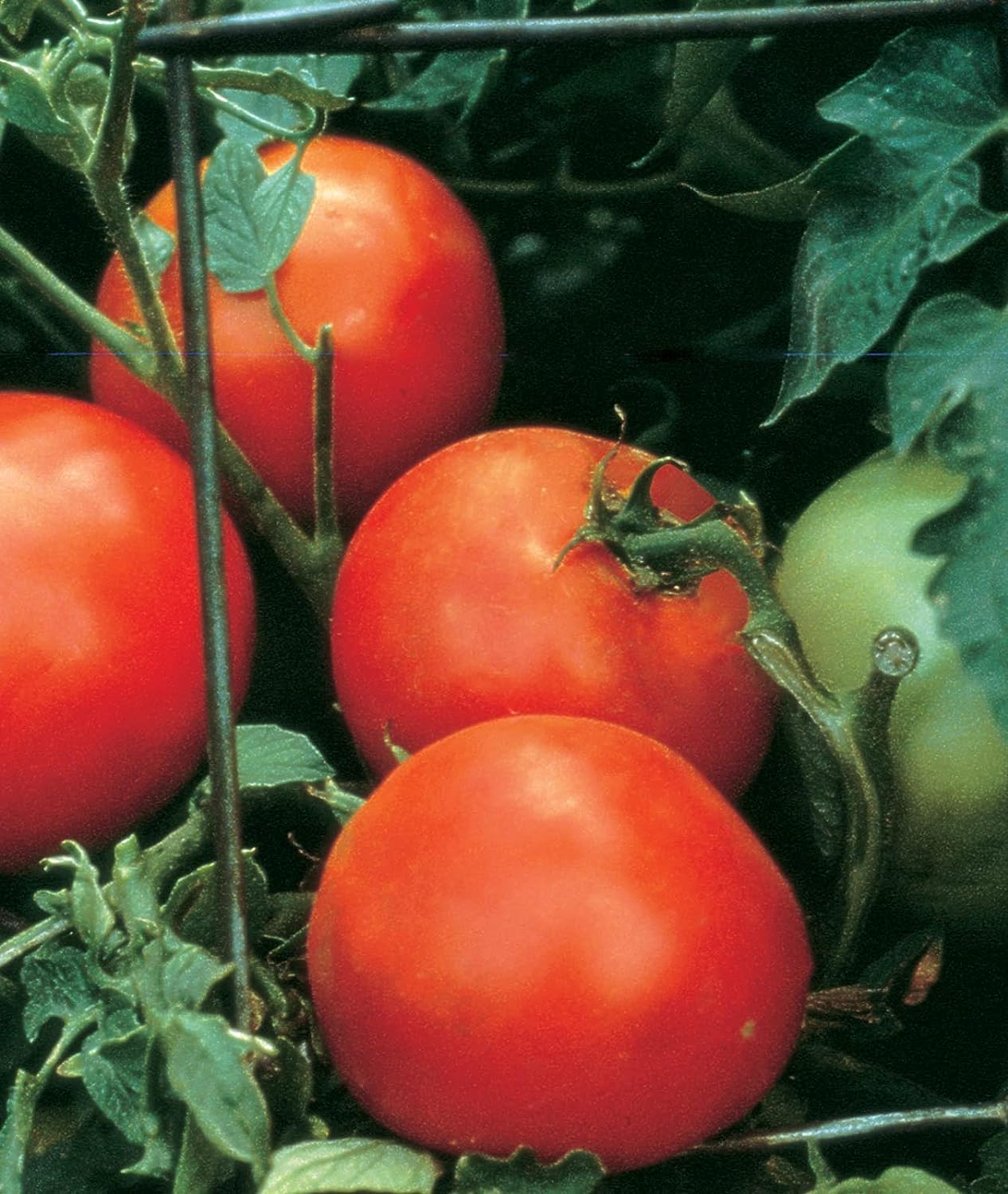 100+ Seeds- Hybrid Organic Tomato Seeds | Red Tomato | Non-GMO Seeds for Planting | Disease-Resistant - Seeds Ville