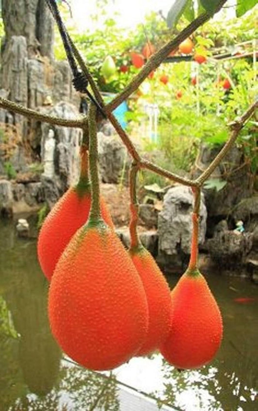 35+ SEEDS- Thai GAC Superfruit Seeds,Vining MOMORDICA COCHINCHINENSIS Seeds