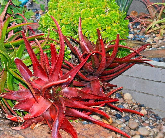 NooElec Seeds India Exotic Seeds - Red Aloe Aloe Cameronii 50+ Seeds, Hybrid Seeds Grow In All Seasons - Seeds Ville