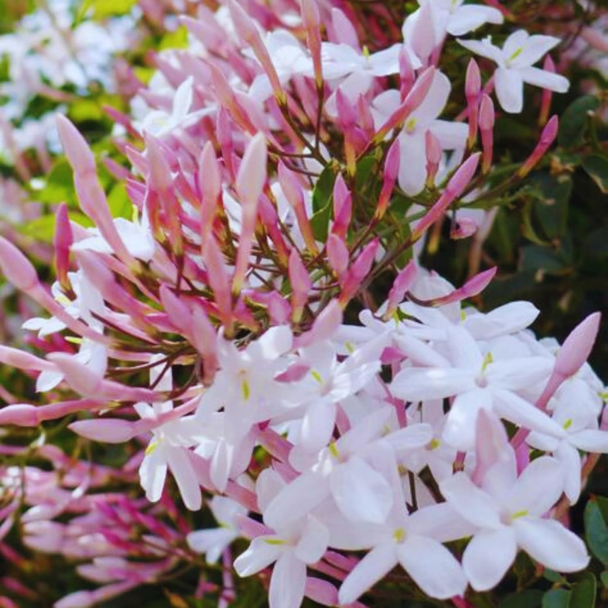 Seeds Ville White Kundo Jasmine Live Plant All Season Flowering
