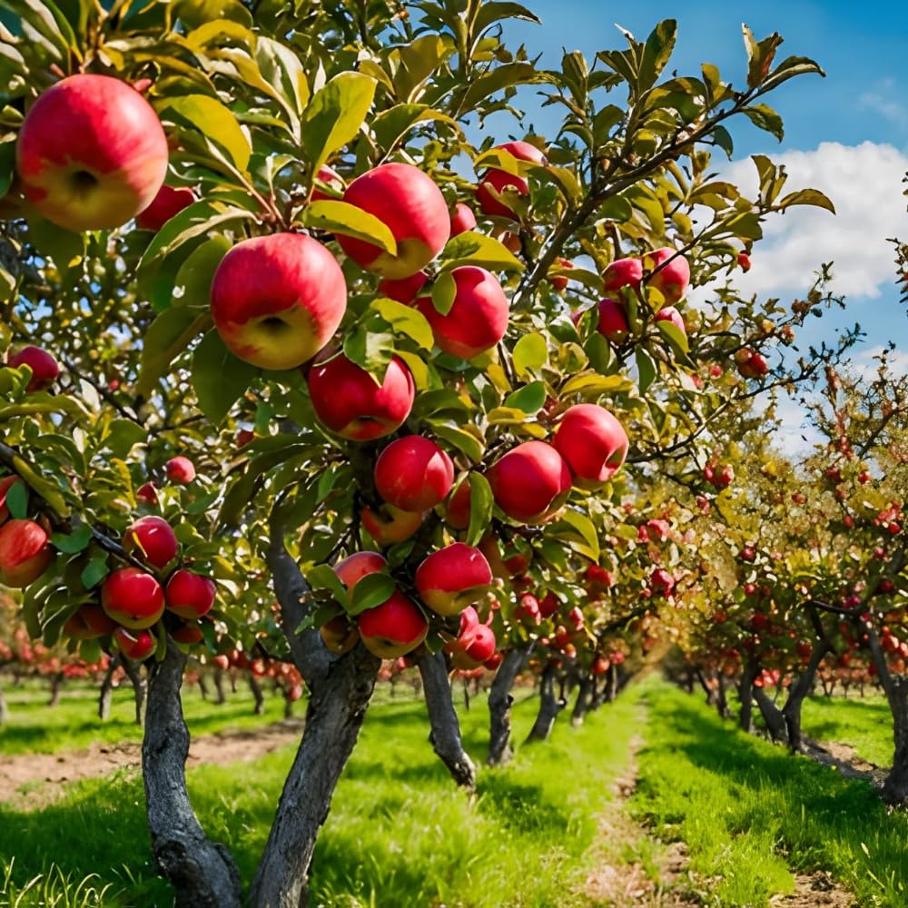 Seeds Ville HRMN-99 Grafted Live Apple Plant for Hot Weather