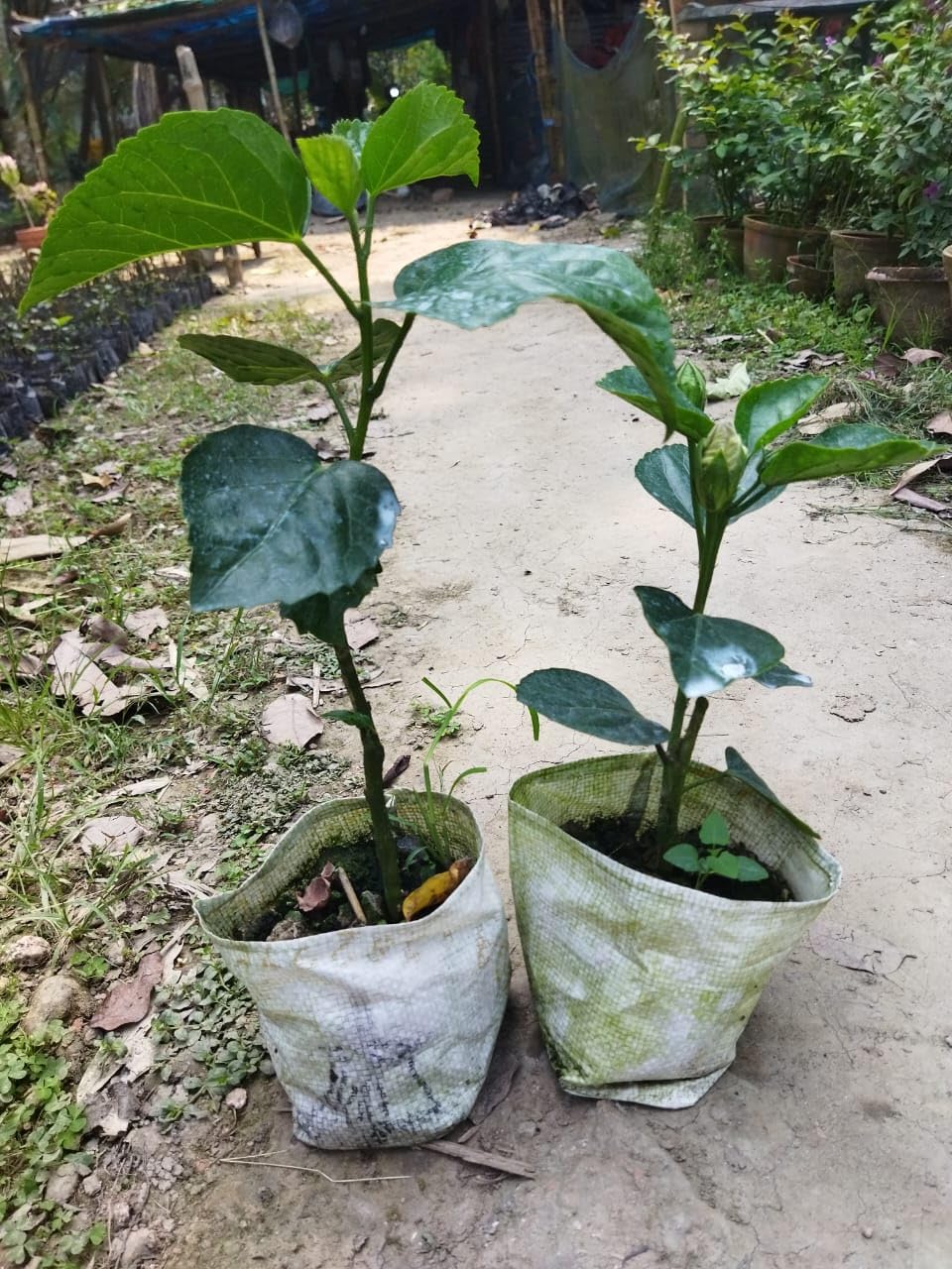 Seeds Ville American Variety Hibiscus Live Flower Plant